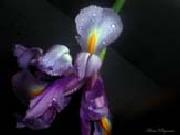 unknow artist Realistic Orchid china oil painting artist